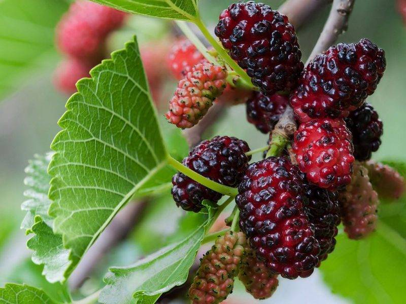 Шелковица купить саженцы из питомнике в Пятигорске