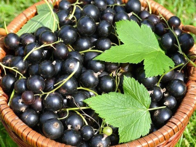 Смородина купить саженцы из питомника в Пятигорске