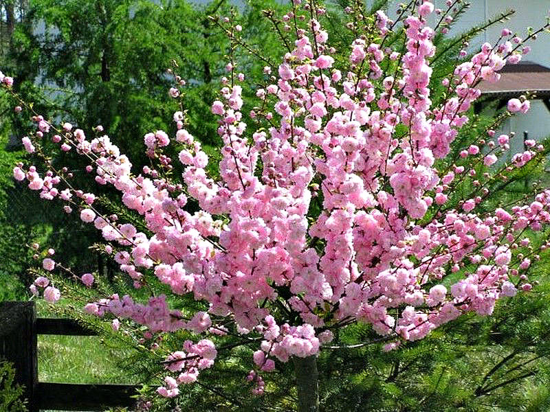 Миндаль купить саженцы из питомника в Пятигорске