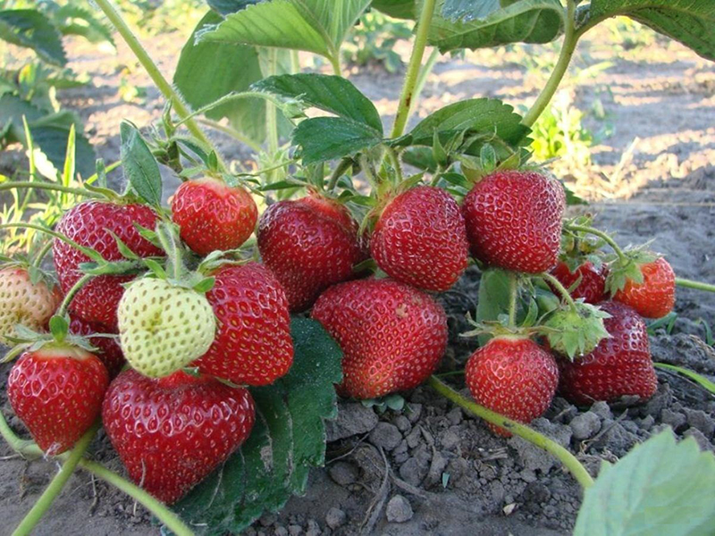 Клубника купить саженцы из питомника в Пятигорске