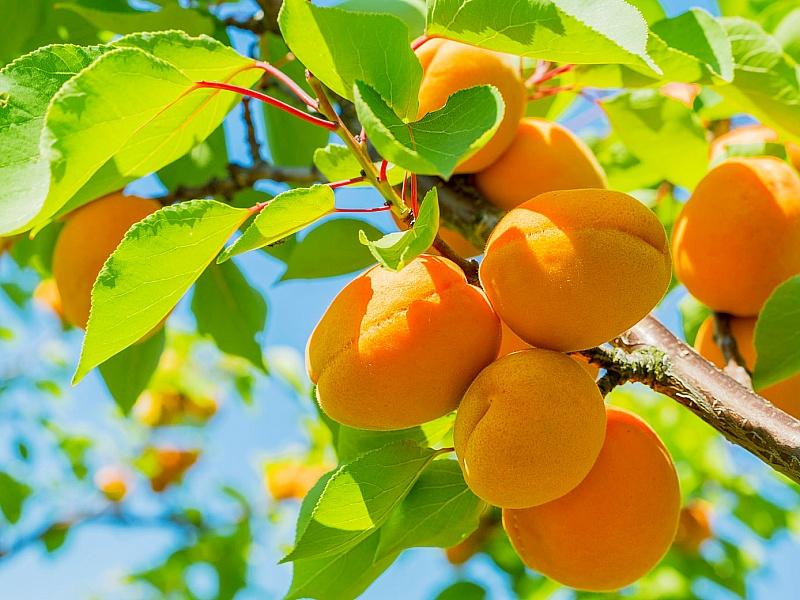 Абрикос купить саженцы из питомнике в Пятигорске