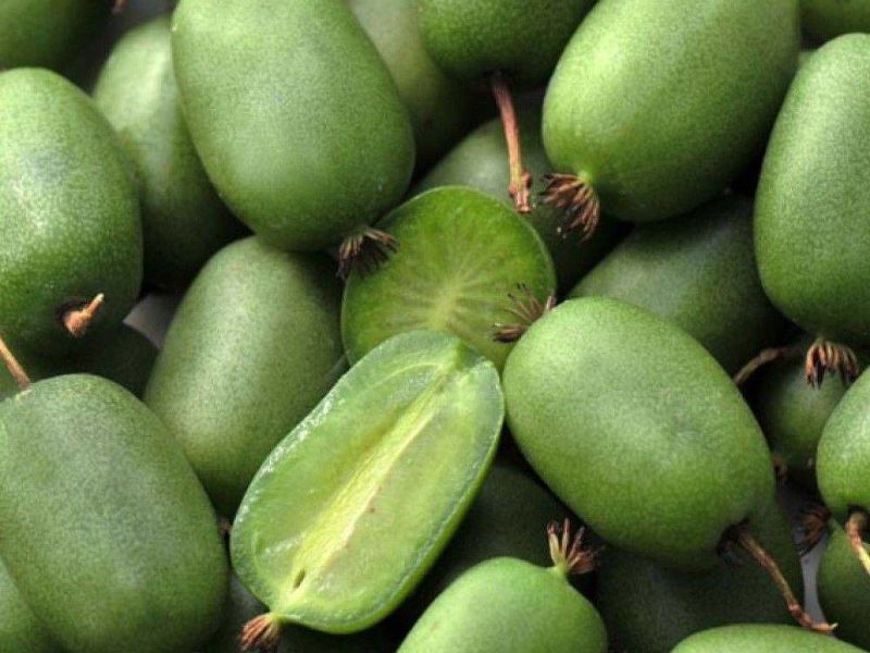 Актинидия купить саженцы из питомнике в Пятигорске