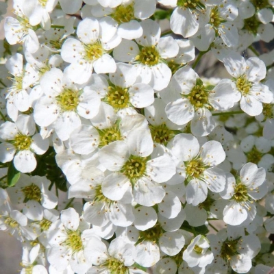 Спирея "ГРАЦИОЗА" (стакан Р9)