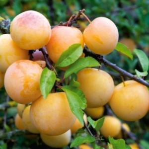 Слива "БЕЛОСНЕЖКА"