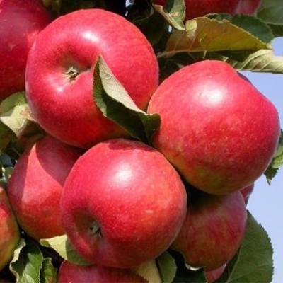 Яблоня "ВИСТА БЕЛЛА"